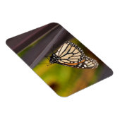 Magnet Flexible Papillon Monarque sur Agave (Côté Droit)
