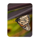 Magnet Flexible Papillon Monarque sur Agave (Vertical)