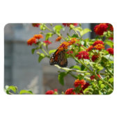 Magnet Flexible Papillon monarque sur le papillon rouge Bush (Horizontal)
