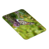 Magnet Flexible Papillon Monarque sur papillon pourpre Bush (Côté Droit)