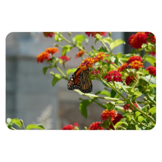 Magnet Flexible Papillon Monarque sur un Buddleia Rouge (Horizontal)