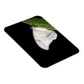 Magnet Flexible Papillon morpho blanc sur la feuille (Côté Droit)