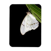 Magnet Flexible Papillon morpho blanc sur la feuille (Vertical)