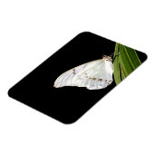 Magnet Flexible Papillon morpho blanc sur la feuille (Côté Gauche)