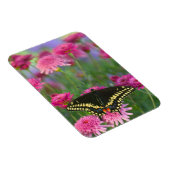 Magnet Flexible Papillon noir à queue fourchue sur une fleur rose  (Côté Droit)