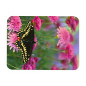 Magnet Flexible Papillon noir à queue fourchue sur une fleur rose  (Horizontal)