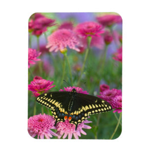 Magnet Flexible Papillon noir à queue fourchue sur une fleur rose 