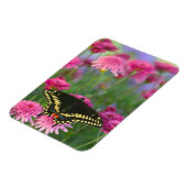 Magnet Flexible Papillon noir à queue fourchue sur une fleur rose  (Côté Gauche)