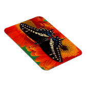 Magnet Flexible Papillon noir à queue fourchue sur une marguerite (Côté Droit)