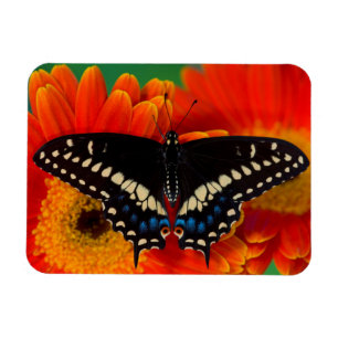 Magnet Flexible Papillon noir à queue fourchue sur une marguerite