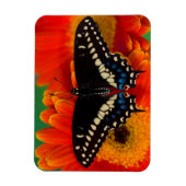 Magnet Flexible Papillon noir à queue fourchue sur une marguerite (Vertical)