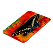 Magnet Flexible Papillon noir à queue fourchue sur une marguerite (Côté Gauche)