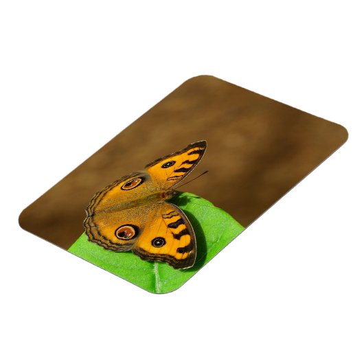 Magnet Flexible Papillon paon (Côté Gauche)