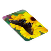 Magnet Flexible Papillon Papilio polyxenes (Côté Droit)