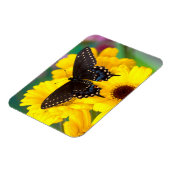 Magnet Flexible Papillon Papilio polyxenes (Côté Gauche)