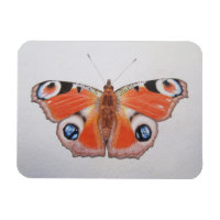 Papillon Peacock 2012