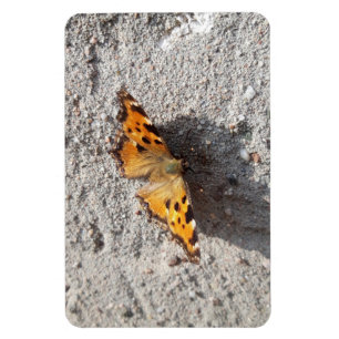 Magnet Flexible Papillon sous le soleil