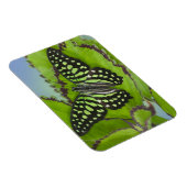 Magnet Flexible Papillon sur fond vert (Côté Droit)