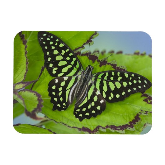 Magnet Flexible Papillon sur fond vert (Horizontal)