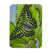 Magnet Flexible Papillon sur fond vert (Vertical)