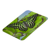 Magnet Flexible Papillon sur fond vert (Côté Gauche)