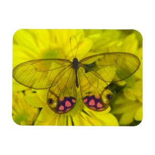 Magnet Flexible Papillon sur jaune