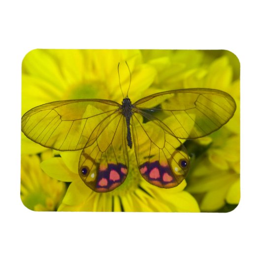 Magnet Flexible Papillon sur jaune (Horizontal)