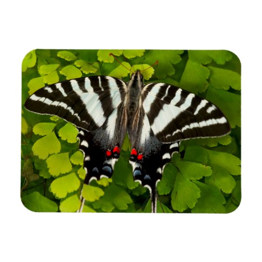 Magnet Flexible Papillon swallowtail américain (Horizontal)