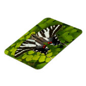 Magnet Flexible Papillon swallowtail américain (Côté Gauche)
