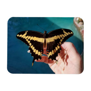 Magnet Flexible Papillon swallowtail géant