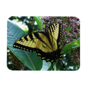Magnet Flexible Papillon Swallowtail I sur Asclépiade à Shenandoah