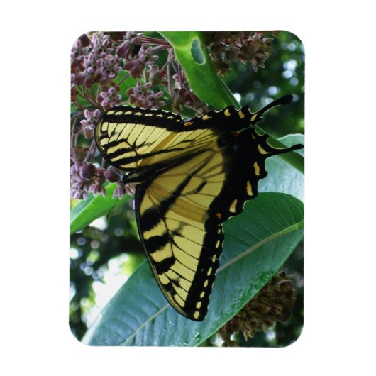 Magnet Flexible Papillon Swallowtail I sur Milkweed à Shenandoah (Vertical)