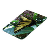 Magnet Flexible Papillon Swallowtail I sur Milkweed à Shenandoah (Côté Gauche)