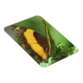 Magnet Flexible Papillon tropical jaune et noir (Côté Droit)