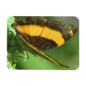 Magnet Flexible Papillon tropical jaune et noir (Horizontal)