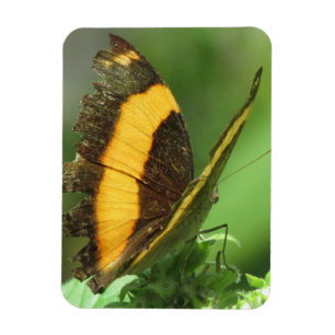 Magnet Flexible Papillon tropical jaune et noir