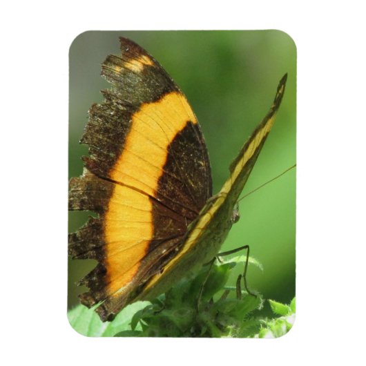 Magnet Flexible Papillon tropical jaune et noir (Vertical)
