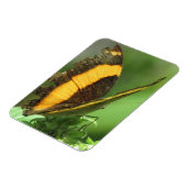 Magnet Flexible Papillon tropical jaune et noir (Côté Gauche)