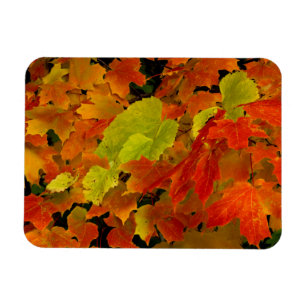 Magnet Flexible Parc d'État d'Itasca, couleurs d'automne