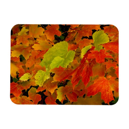 Magnet Flexible Parc d'État d'Itasca, couleurs d'automne (Horizontal)