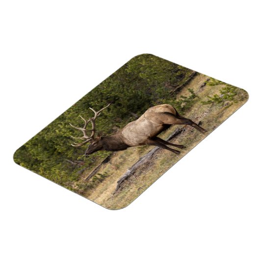 Magnet Flexible Parc national Bull Elk Yellowstone, Wyoming (Côté Gauche)