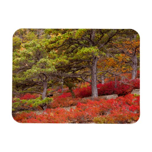 Magnet Flexible Parc national d'Acadia, Maine (Horizontal)