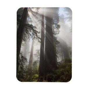 Magnet Flexible Parc national de Redwood Californie