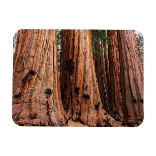 Magnet Flexible Parc national de Sequoia (Horizontal)