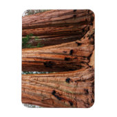 Magnet Flexible Parc national de Sequoia (Vertical)