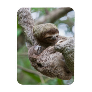 Magnet Flexible Paresseux bébé avec sa mère suspendue à un arbre