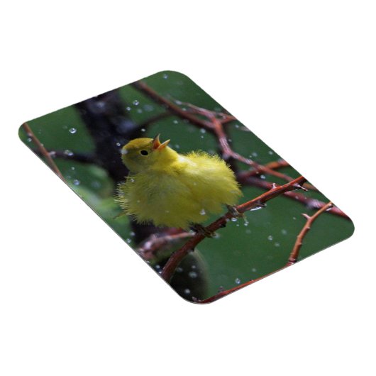 Magnet Flexible Paruline (Côté Droit)