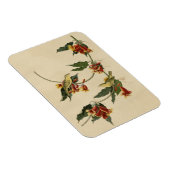 Magnet Flexible Paruline à rathbone (jaune) Audubon Birds of Ameri (Côté Droit)