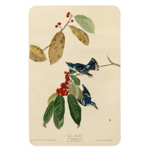 Magnet Flexible Paruline azurée (Cerulean), Audubon Birds of Ameri