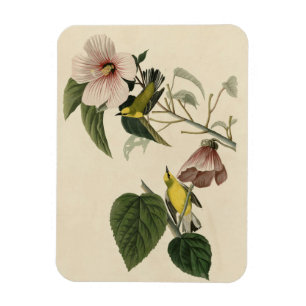 Magnet Flexible Paruline jaune à ailes bleues - Audubon Birds Amér